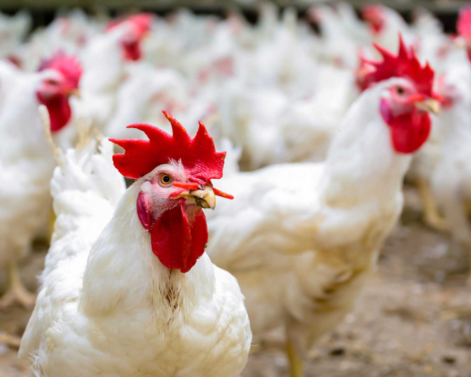 La nutrición inteligente llega a la industria de las proteínas...