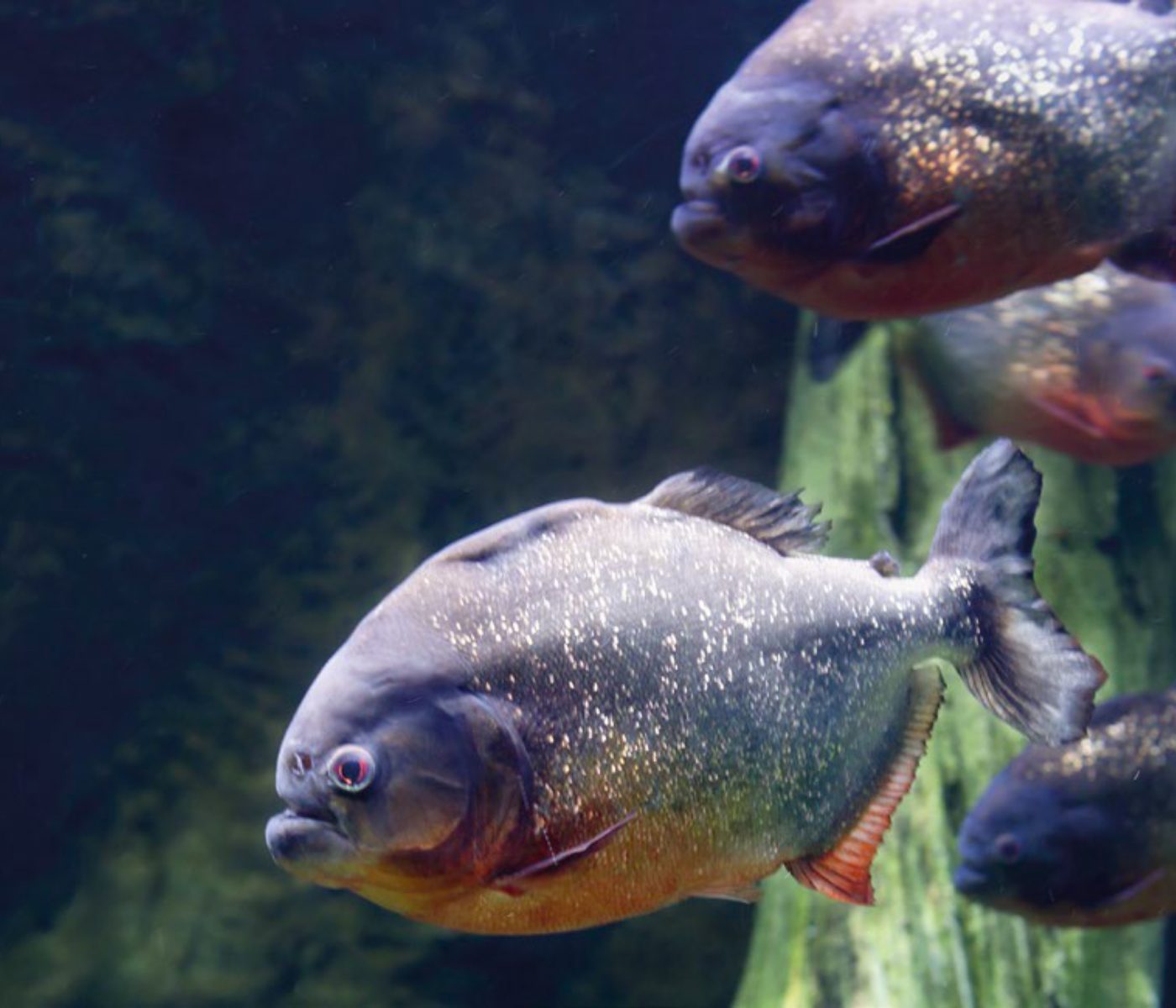 Uso de probióticos como promotor de crescimento em peixes nativos