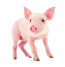 changes-piglet