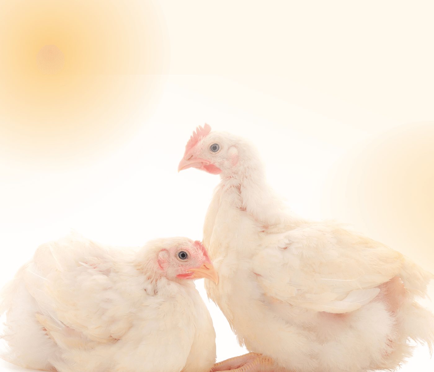 Análisis de los programas de alimentación de estirpes comerciales de broiler