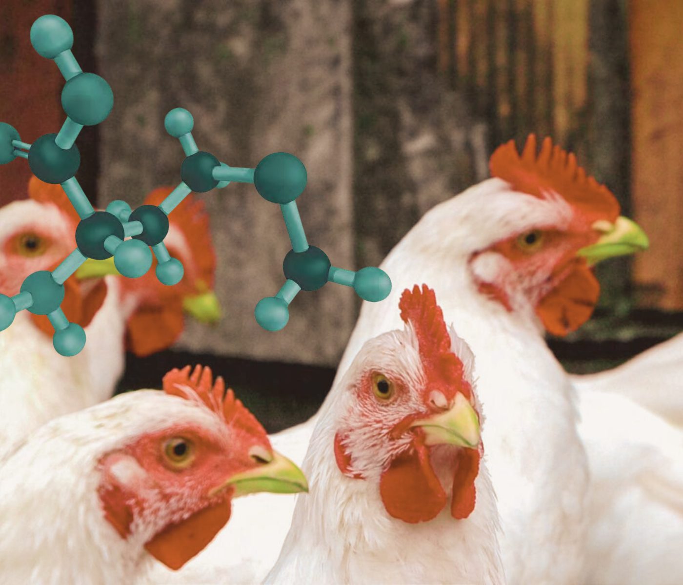 L-metionina: una fuente de metionina altamente bioeficiente en pollos