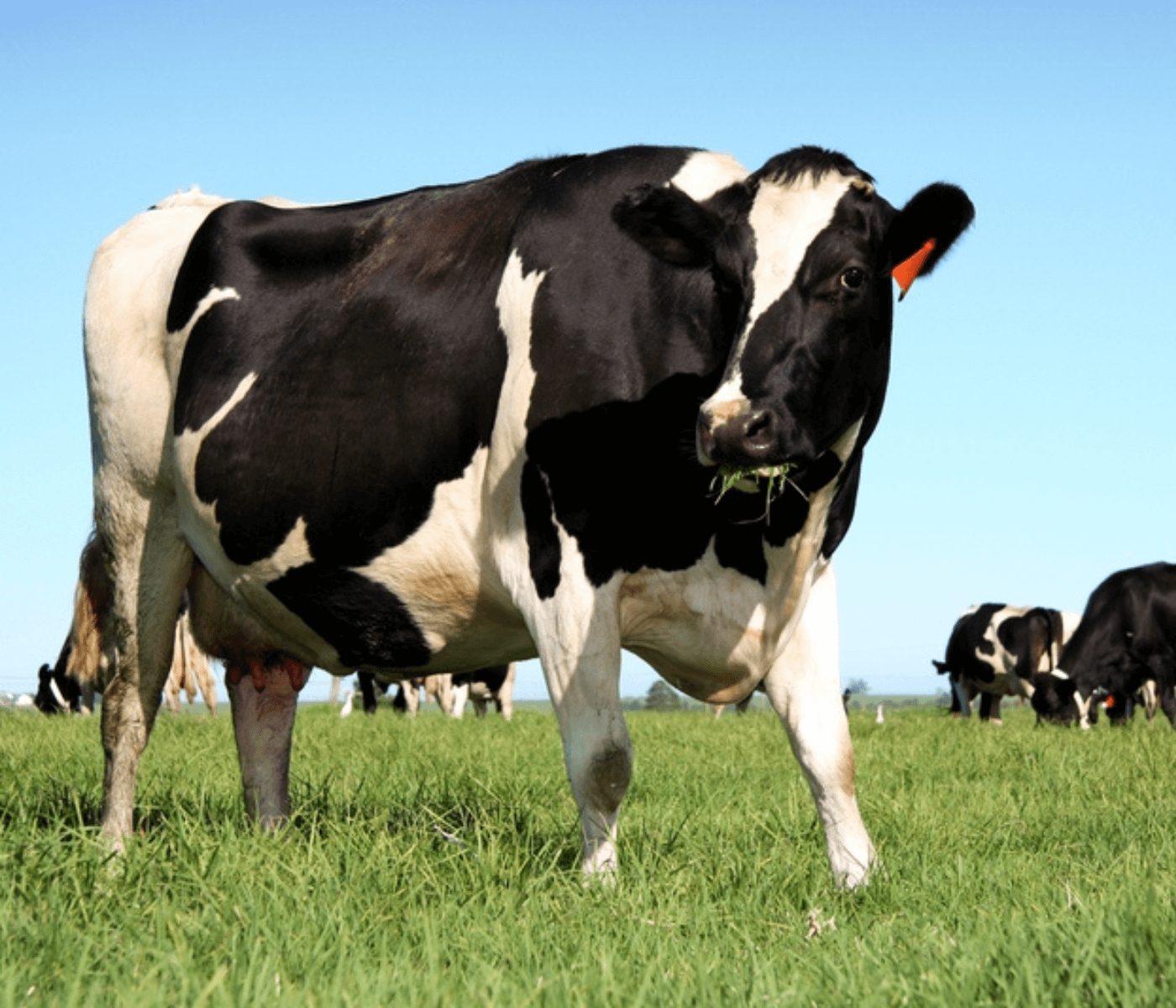 Cómo controlar los renovales y recuperar la productividad de las pasturas
